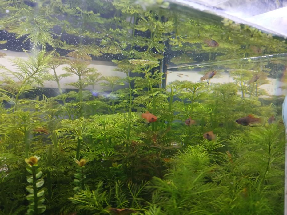 Peixe espada agua quente