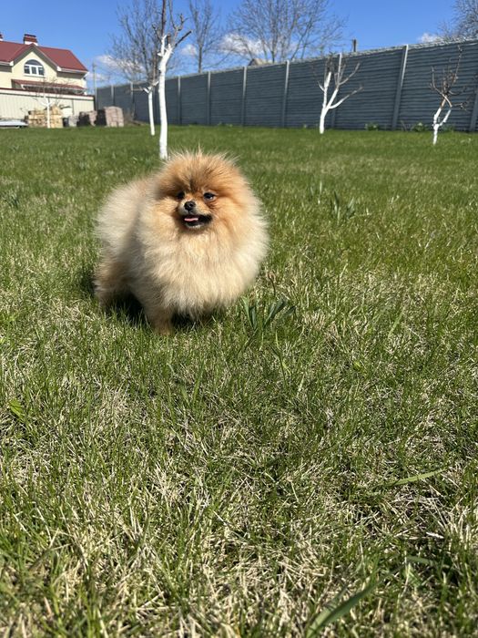 Міні дівчинка померанський шпіц