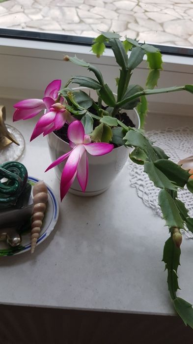 Kwiaty  sensavieria ,trzykrotka i inne