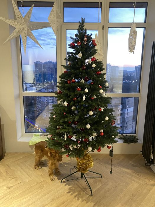 Продам Ялинку висота 2,3 м