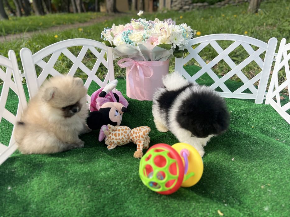 Справжні хлопці померанці шпиці