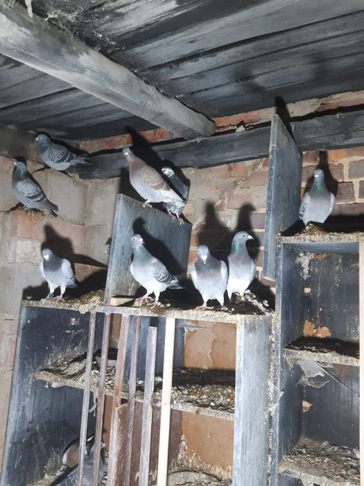 Gołębie pocztowe ptaki -likwidacja