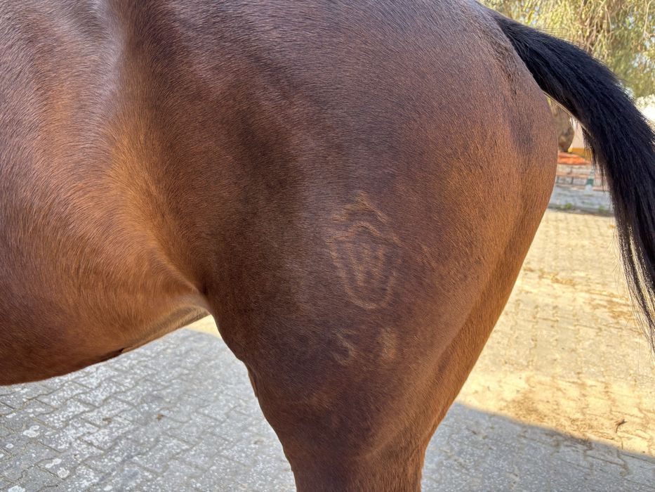 Égua Warmblood Westfalia de Elite 9 Anos First Selection x Marquis