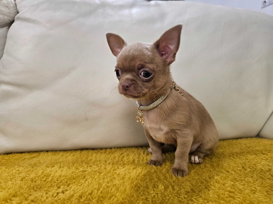 Isabellowa malutka chihuahua