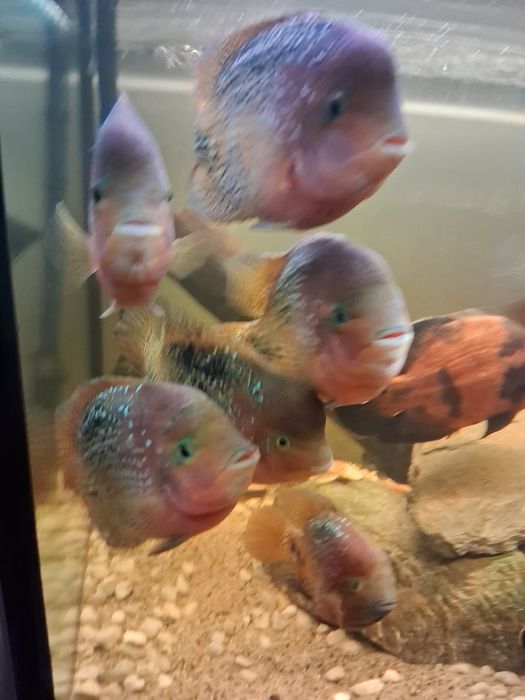 Pielegnica vieja wielobarwna