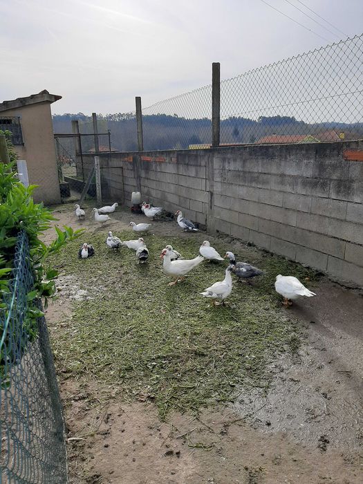Patos mudos machos e fêmeas