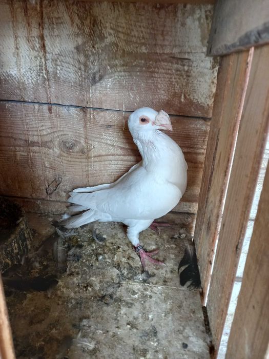 Srzedam gołębie rzeszowskie