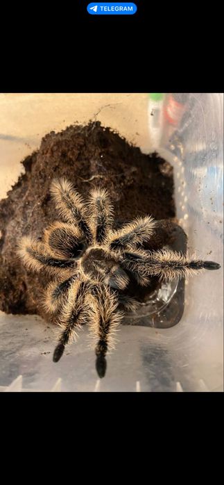 Pajak ptasznik z terrarium