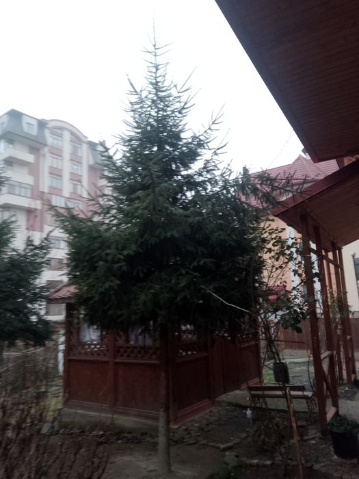 Продам вирощену ялинку.