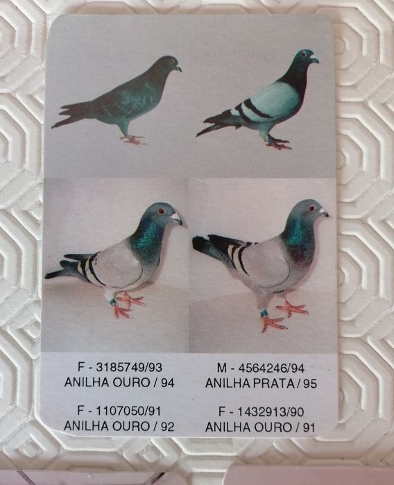 Conjunto de 9 calendários de pombos, edição dos anos de 1986 e 1997