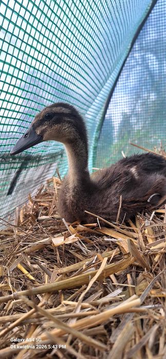 Kaczki biegusa 3 tygodniowe