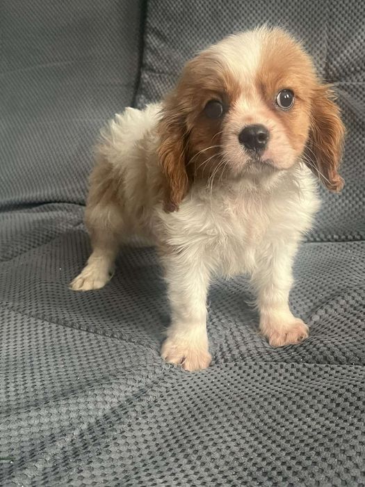 Мальчик кавалер кинг Чарльз спаниель