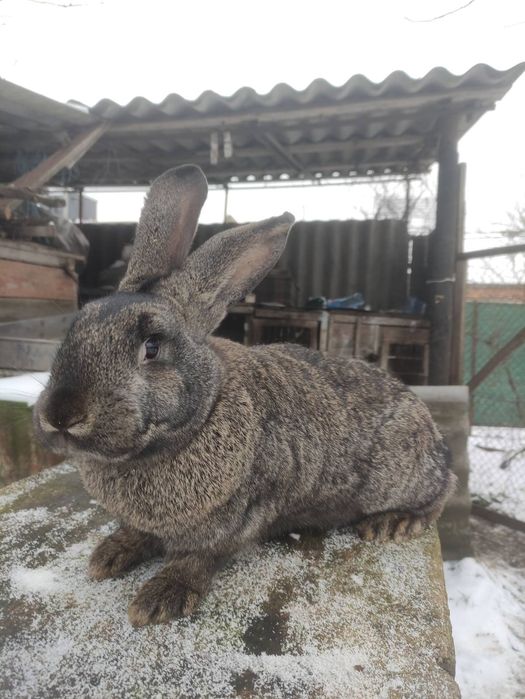 Продам молодих кроликів