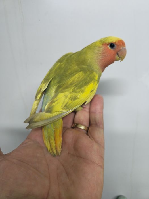 Agapornis domésticos