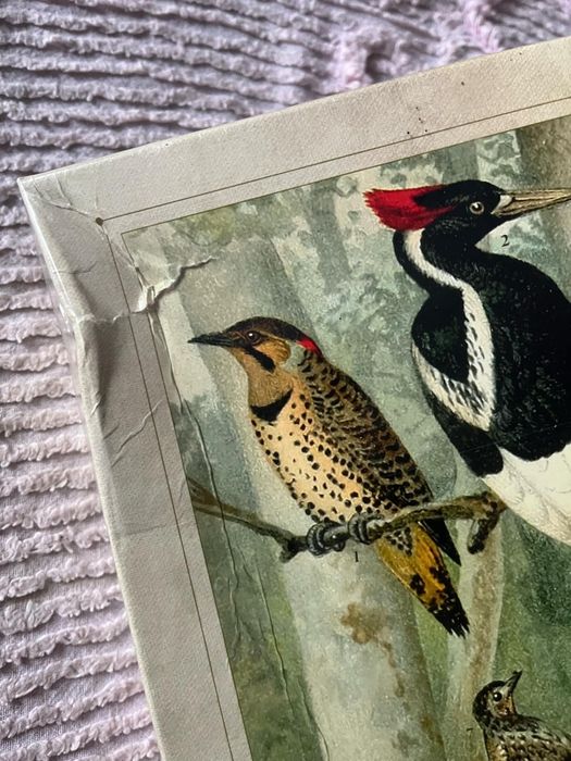 Puzzle Ptaki 1000 sztuk we folii