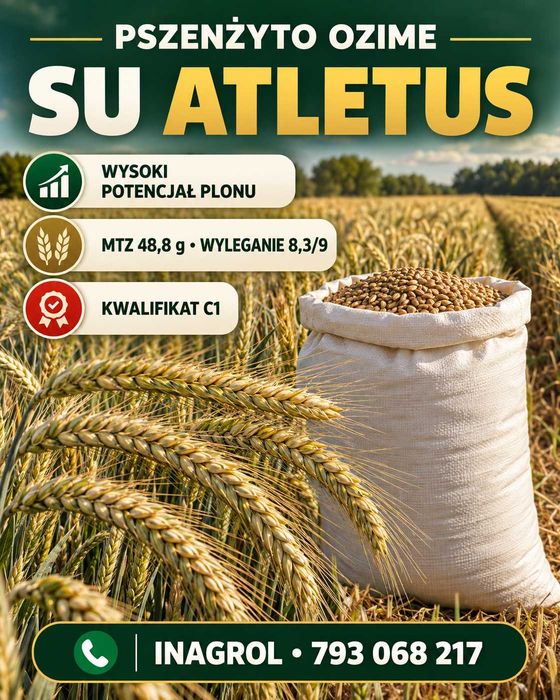 Pszenżyto Ozime Su Atletus C1 – WYSOKI PLON
