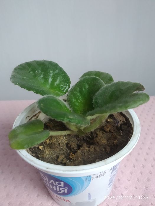 Фиалка детка 30 гр