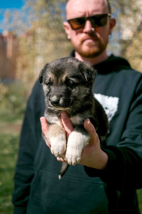 Цуценята шукають дім