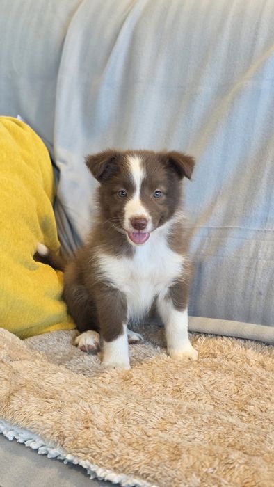 Border Collie Chocolate Fêmea (Olhos Verdes Azulados)
