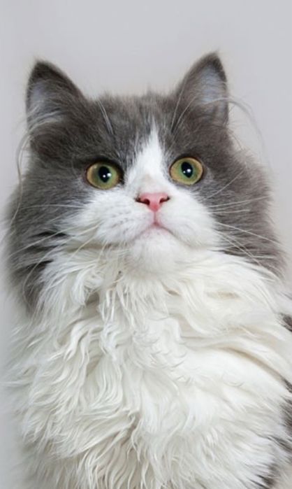 Кошенята в добрі,люблячі руки