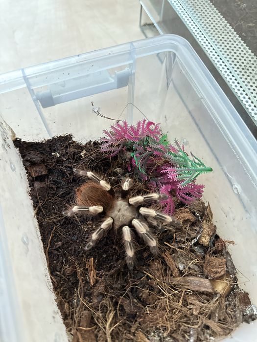 Ptasznik nhandu chromatus samiec z terrarium