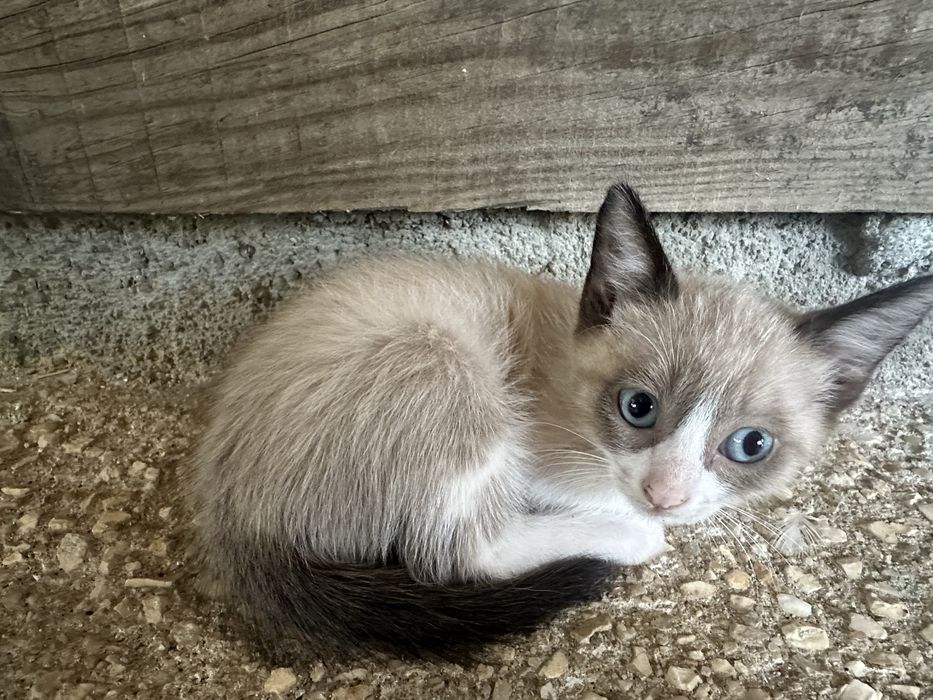 Gatinhos para adocção