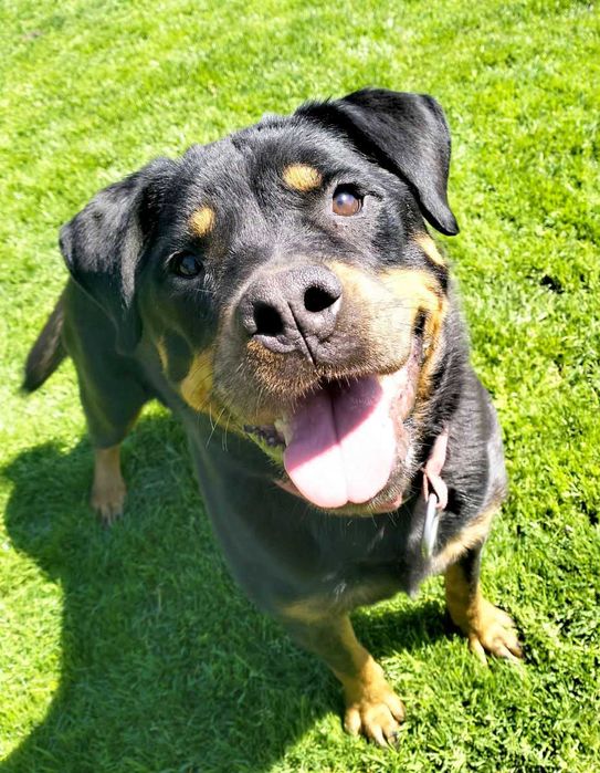 Rottweiler Ayva - wspaniała suka rottweilerka do adopcji