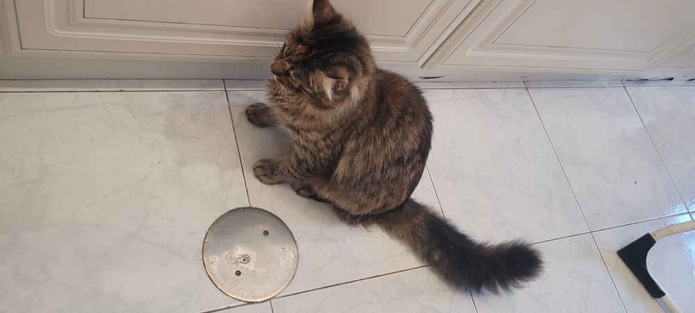 Dou Gatinha meiga