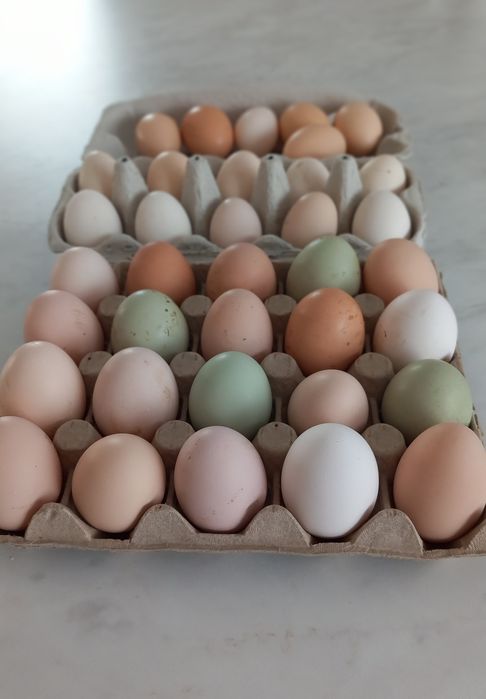 Jajka lęgowe mix