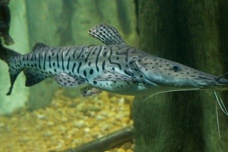 Cachara (Pseudoplatystoma Fasciatum)