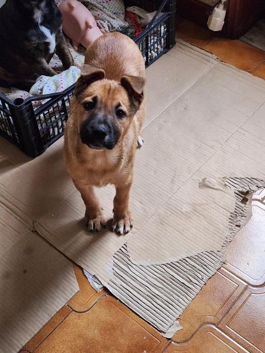 Cachorros bebés para adoção responsável