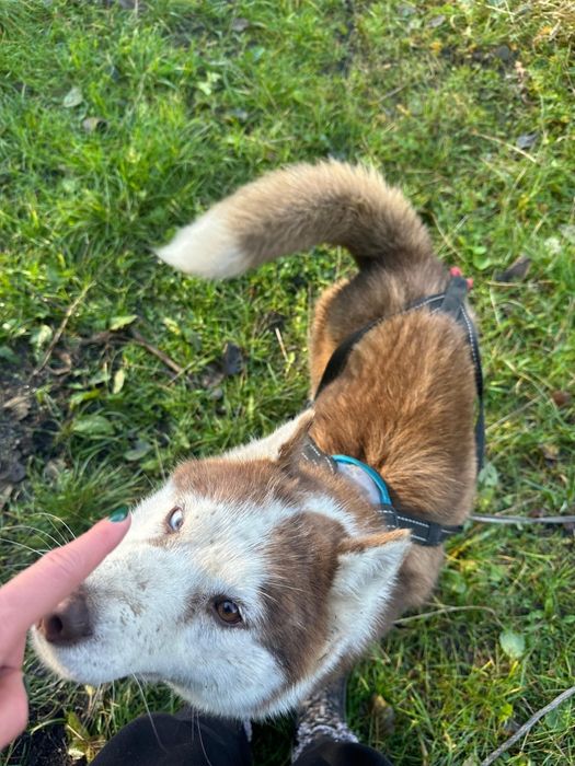 Carmel. Przepiękna ruda suka