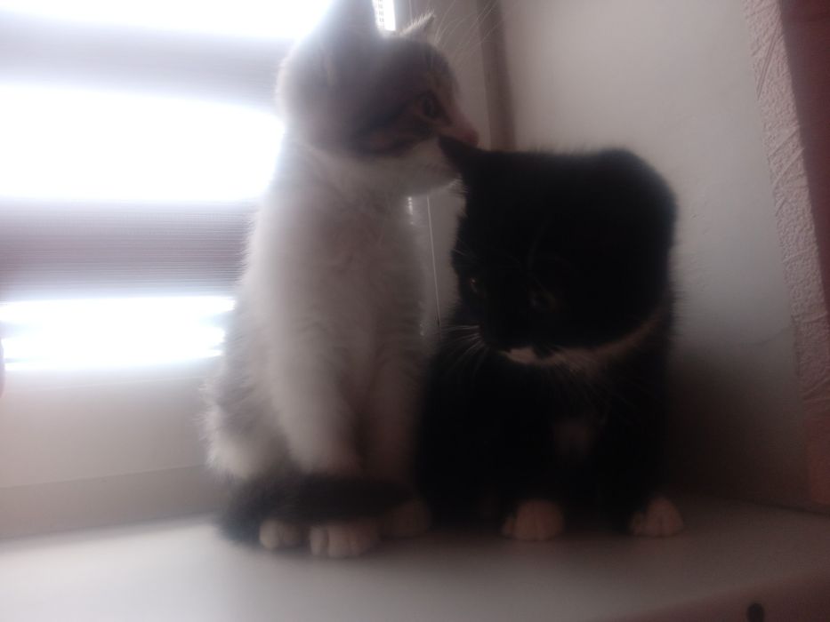 Домашні милі кішечки