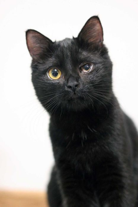 Mila szuka wspólnego domu z Milką! Fundacja "Stawiamy na Łapy"