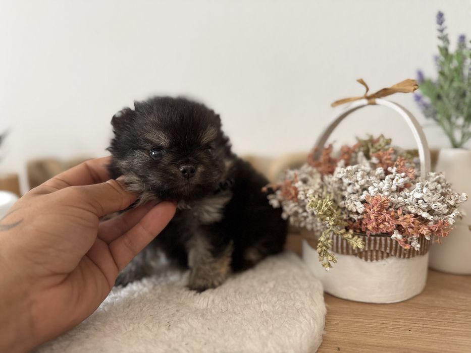 Menino lulu pomerania menino linhagem russa mini