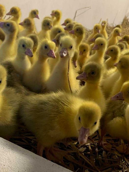 Gęś Gęsi Biała Kołudzka 2-6 tyg