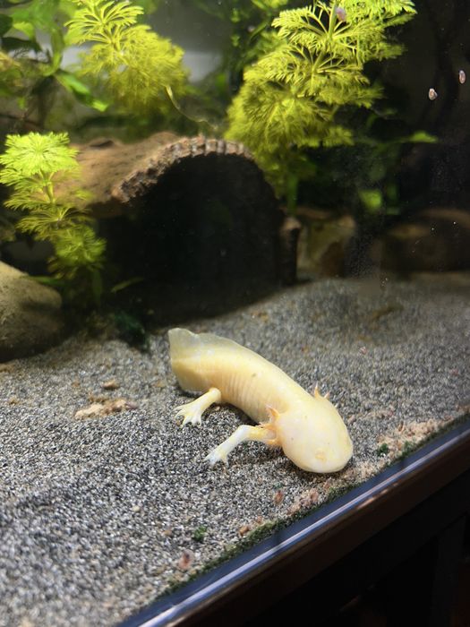 Aquario Blau extraclaro