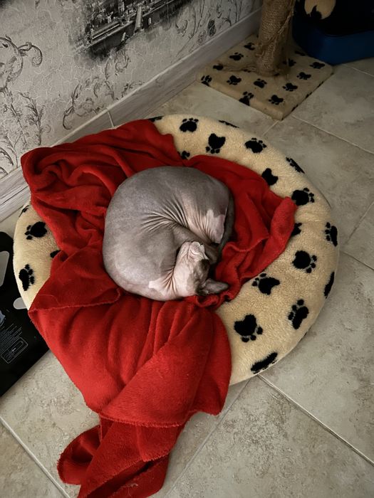 Лежак для кота ручної роботи