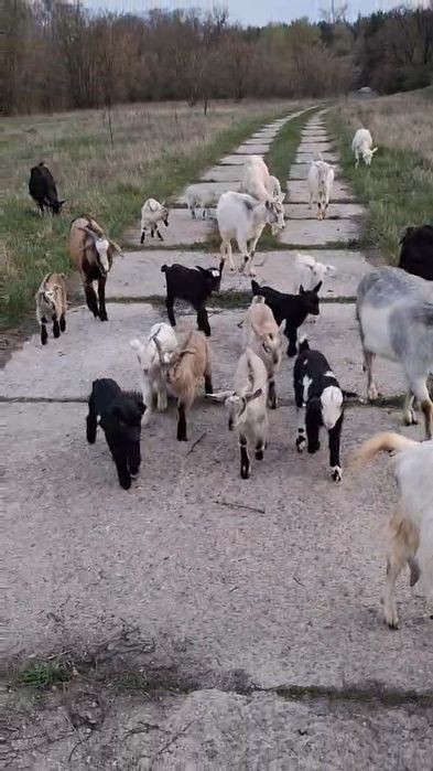 Козел красунчик для козочок