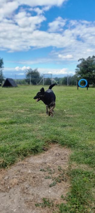 Mona do adopcji!