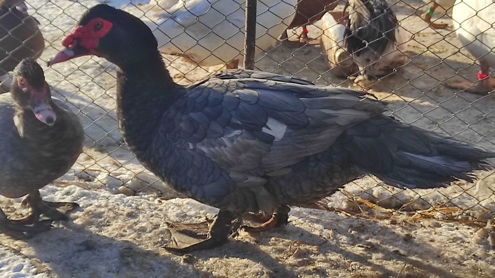 Мускусні качки інкубаційне яйце.