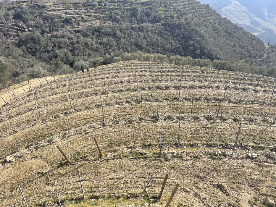 Quinta no coração do douro