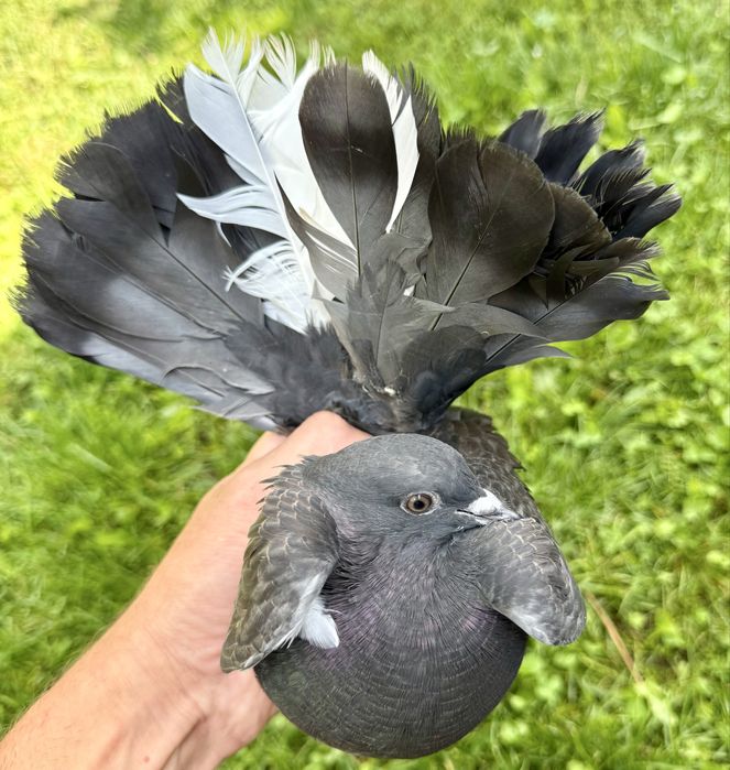 Młode gołebie Pawika