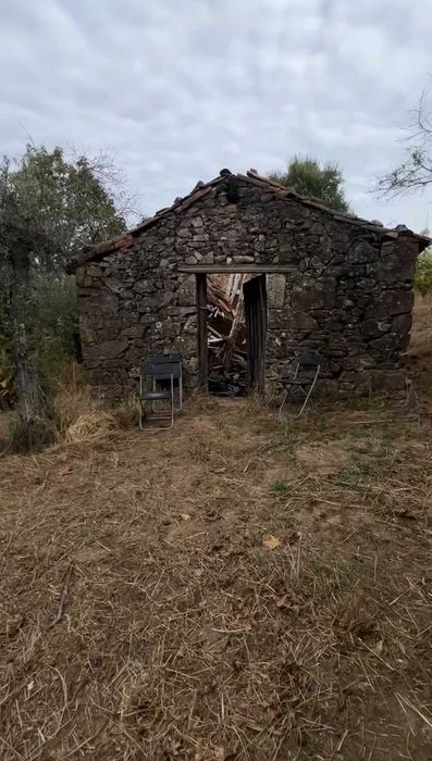 Terreno Souto da Casa com Oliveiras e Ruina