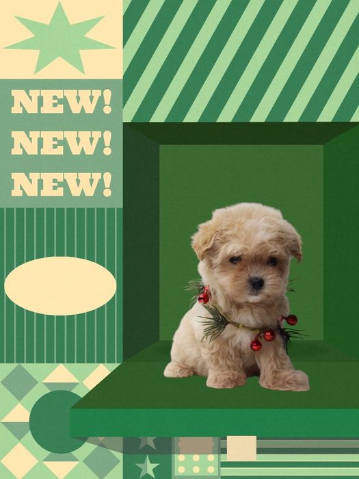 Мальтипу, з якими вдома стає спокійно