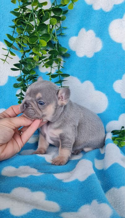 Estupenda menina Bulldog/Bouledog/Buldogue Francês de Qualidade
