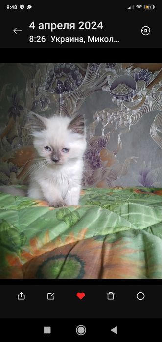 Розумний, добрий котик!