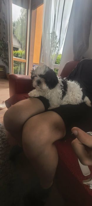 Szczeniak shih tzu