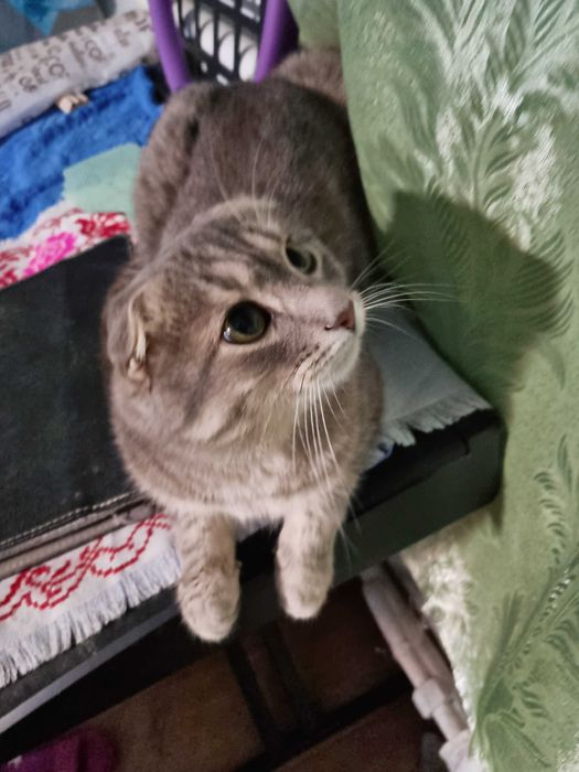 Шотландський висловухий шиншиловий котик