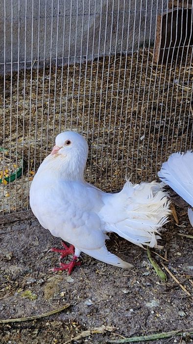 Pombas de rabo leque